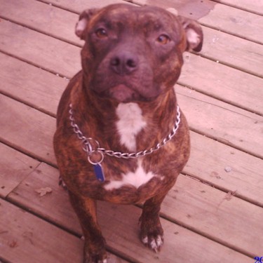 Chisms Lacey Jo Pit Bull.jpg
